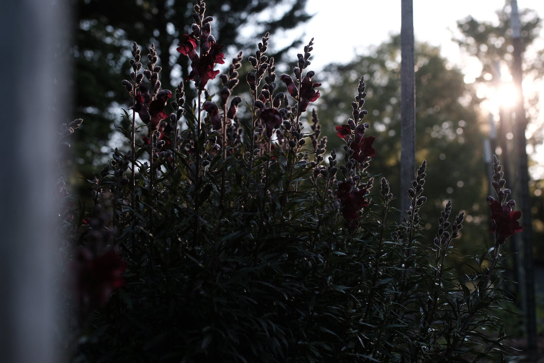 Can You Winter Sow Snapdragons? A Complete Beginner-Friendly Guide