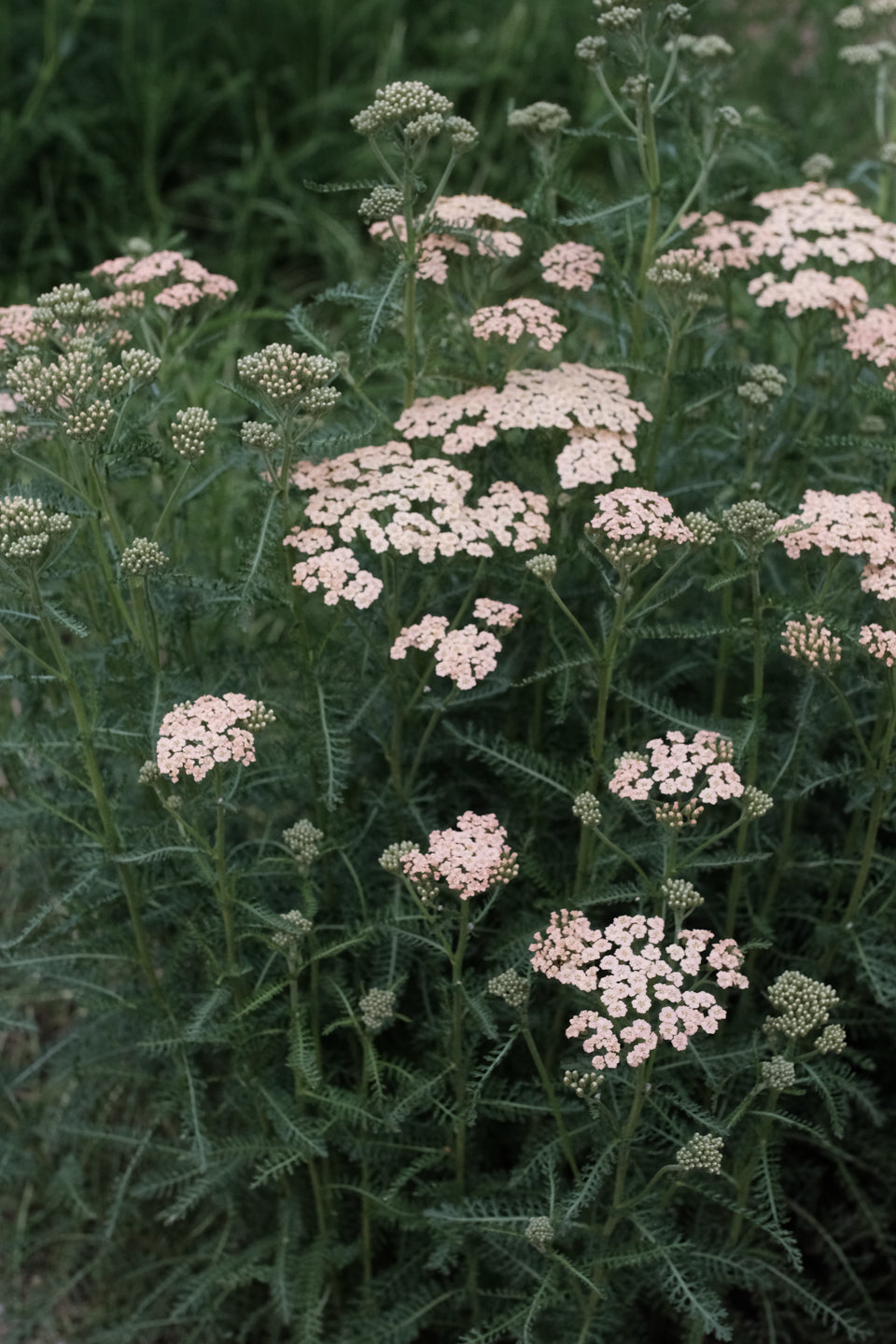 Flowers to Winter Sow