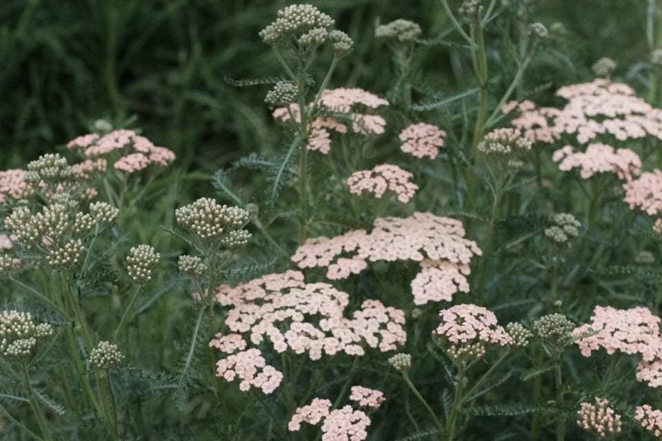 Flowers to Winter Sow