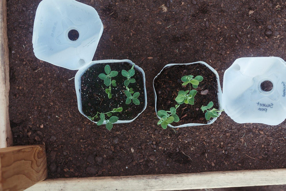 When to Start Winter Sowing