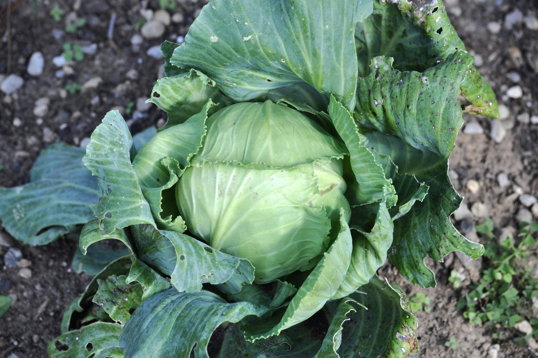 Cold Hardy Herbs & Vegetables to Winter Sow