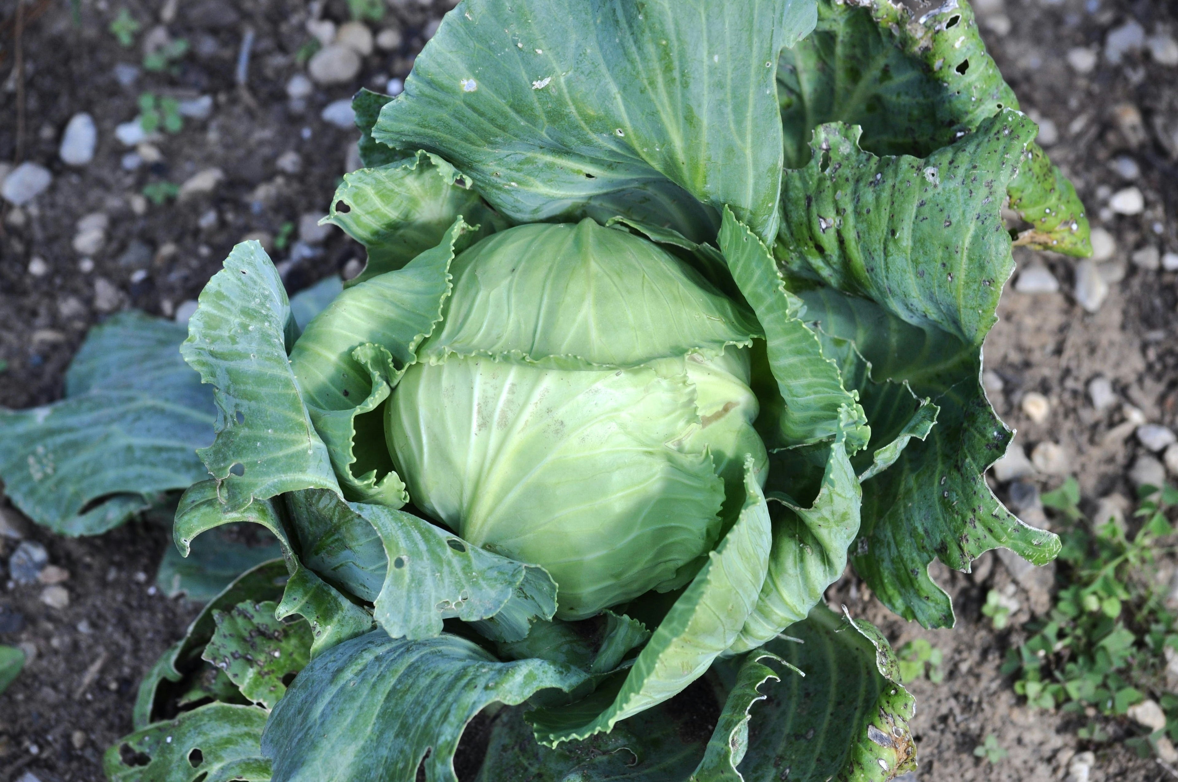 Cold Hardy Herbs & Vegetables to Winter Sow