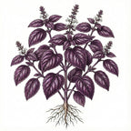 BASIL Seeds, Purple Ruffles