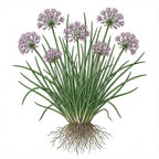 CHIVE Seeds, Allium Schoeno
