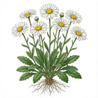 CHRYSANTHEMUM Seeds, Shasta Daisy