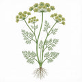 DILL Seeds, Bouquet