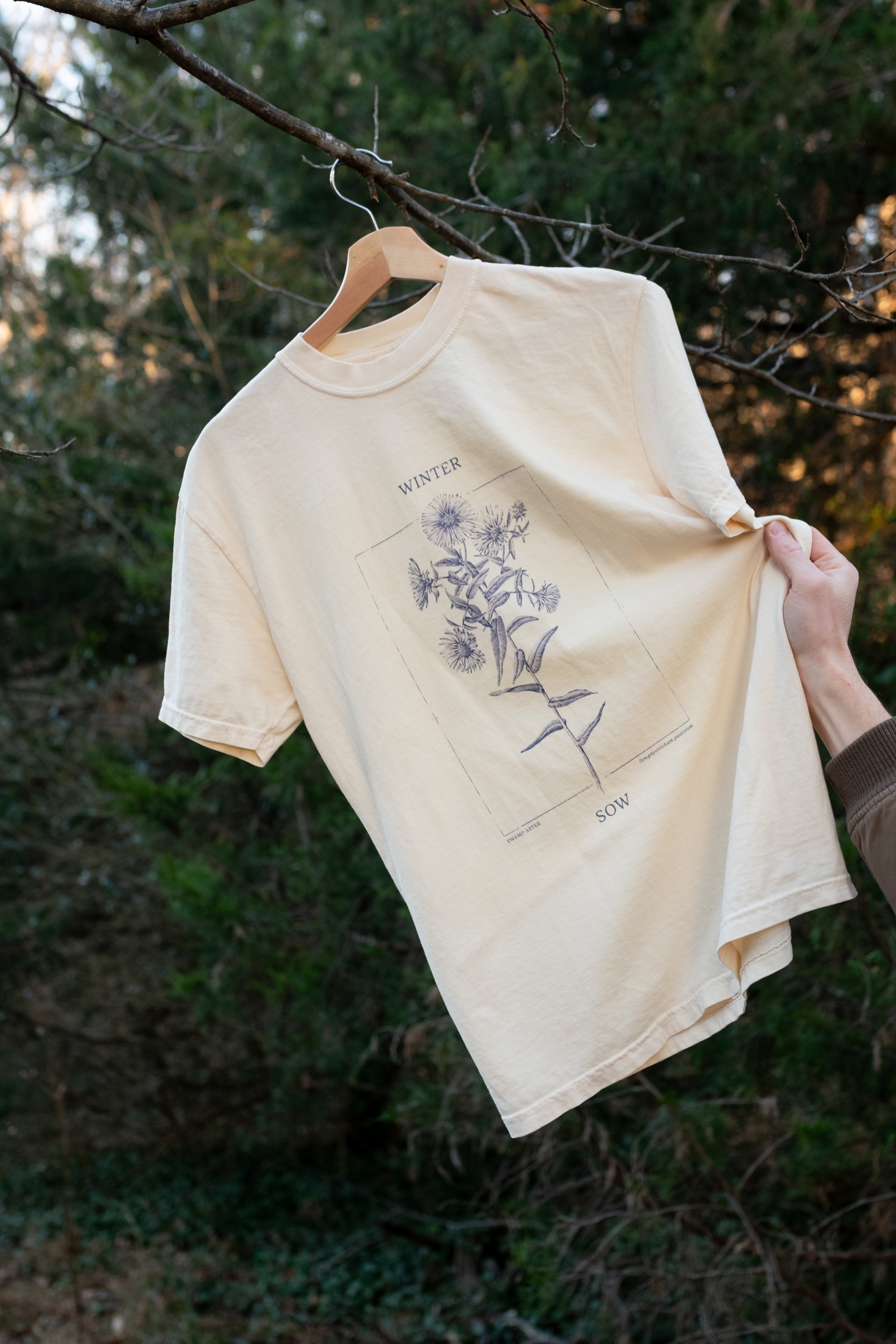 Winter Sow Swamp Aster (Symphyotrichum puniceum) Cotton T-Shirt