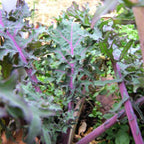 KALE Seeds, Red Russian