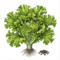 LETTUCE Seeds, Salad Bowl