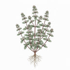 MARJORAM Seeds, Sweet