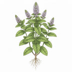 SPEARMINT (Mint) Seeds