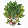 SWISS CHARD Seeds, Northern Lights Mix