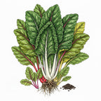 SWISS CHARD Seeds, Northern Lights Mix