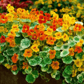 Alaska Mix Nasturtium – 25 Seeds