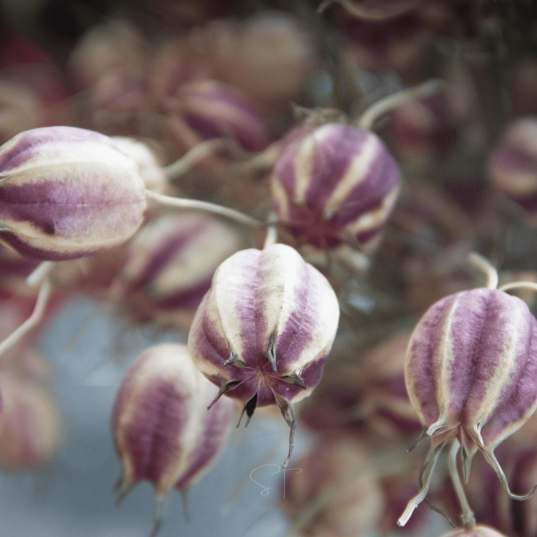 Albion Black Pods Love in a Mist – 100 Seeds