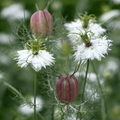 Albion Black Pods Love in a Mist – 100 Seeds
