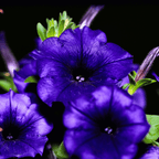 Alderman Blue Petunia – 100 Seeds