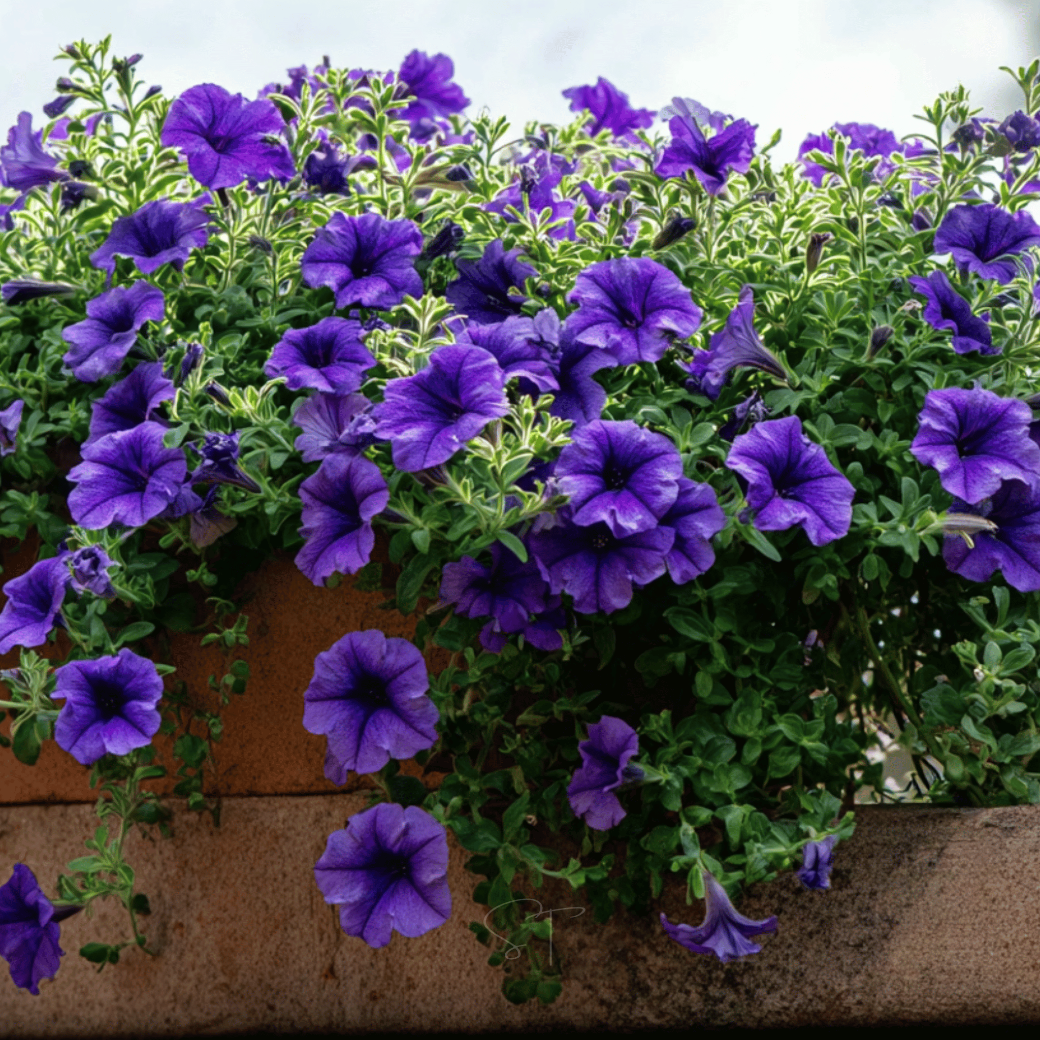 Alderman Blue Petunia – 100 Seeds