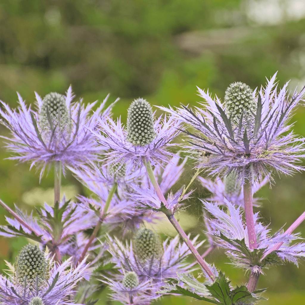 Alpine Sea Holly – 25 Seeds