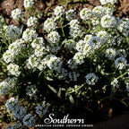 Carpet of Snow Sweet Alyssum – 250 Seeds