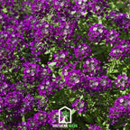 Oriental Nights Alyssum – 100 Seeds