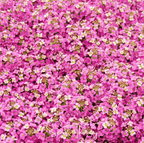 Pink Dwarf Sweet Alyssum – 250 Seeds