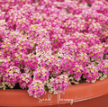 Pink Dwarf Sweet Alyssum – 250 Seeds