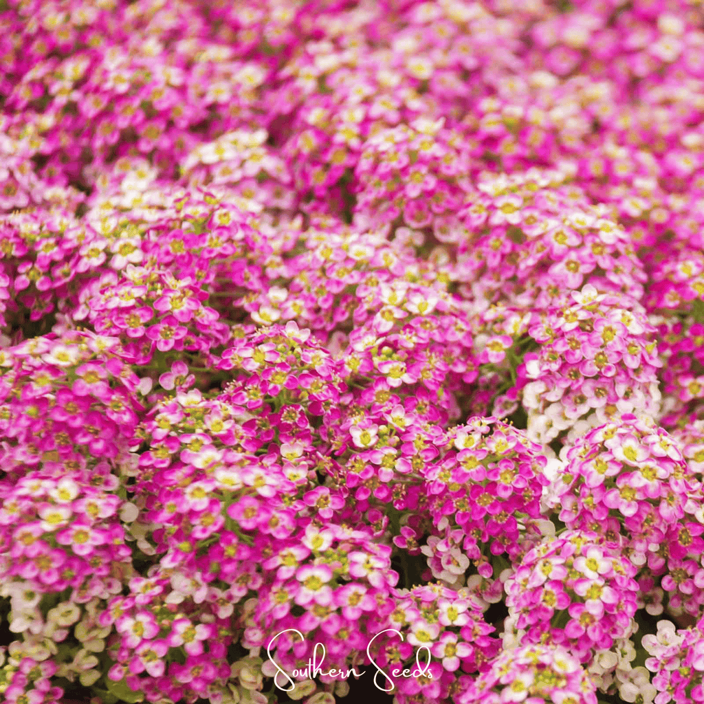 Pink Dwarf Sweet Alyssum – 250 Seeds