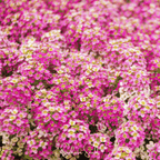 Pink Dwarf Sweet Alyssum – 250 Seeds