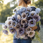 Amazing Grey Poppy – 25 Seeds