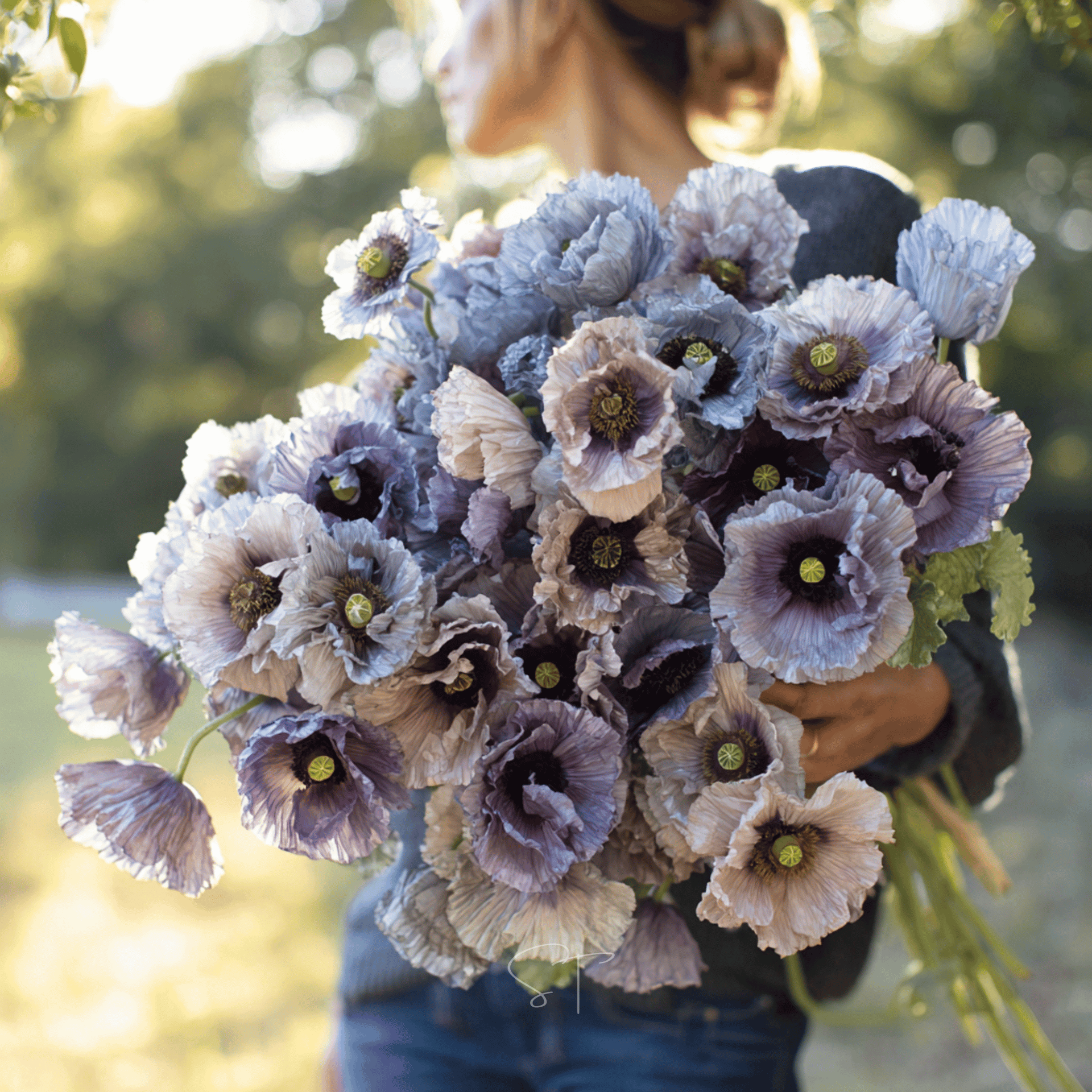 amazing-grey-poppy-25-seeds-