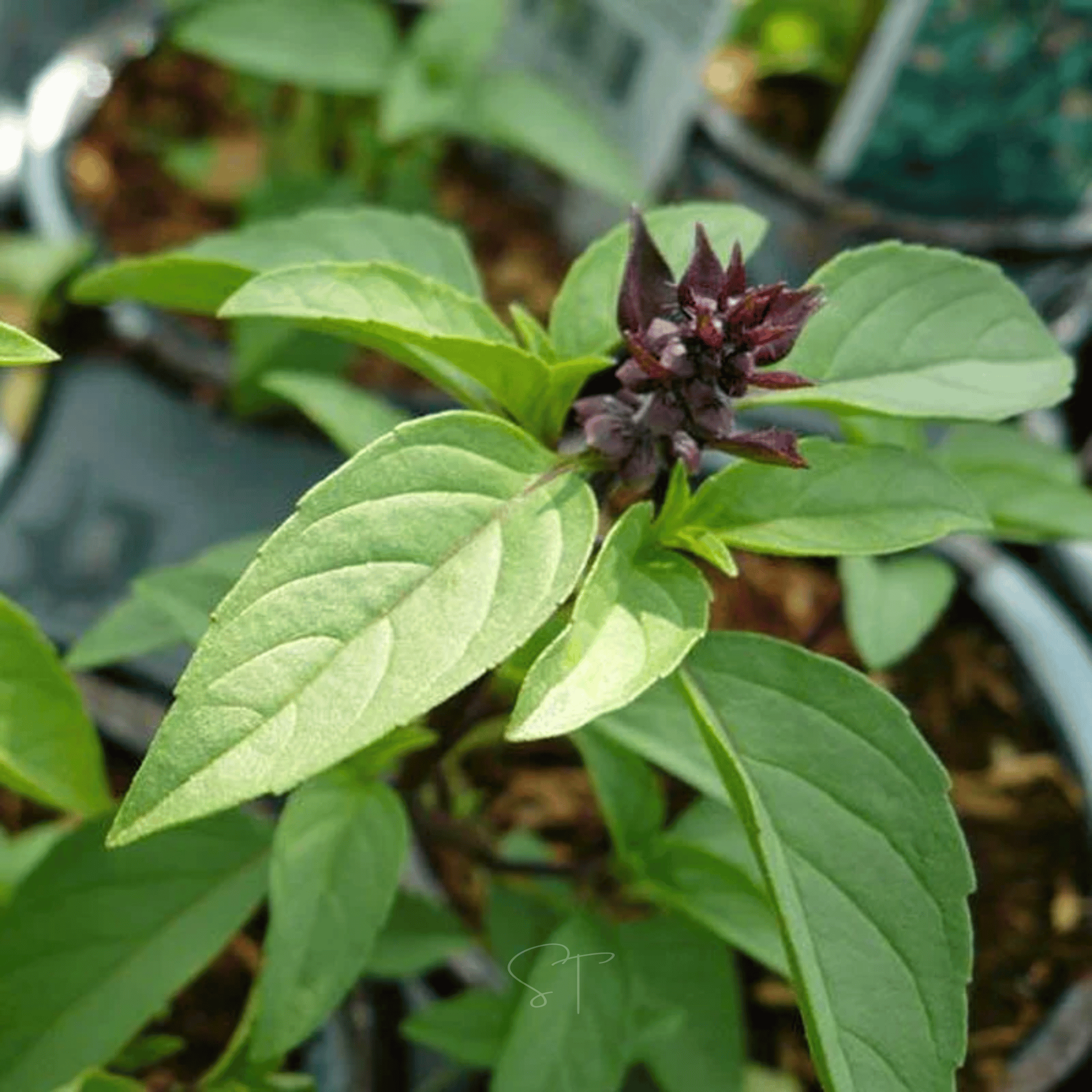 Anise Basil – 250 Seeds