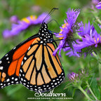 New England Aster – 200 Seeds