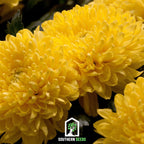 Yellow Paeony Duchess Aster – 50 Seeds