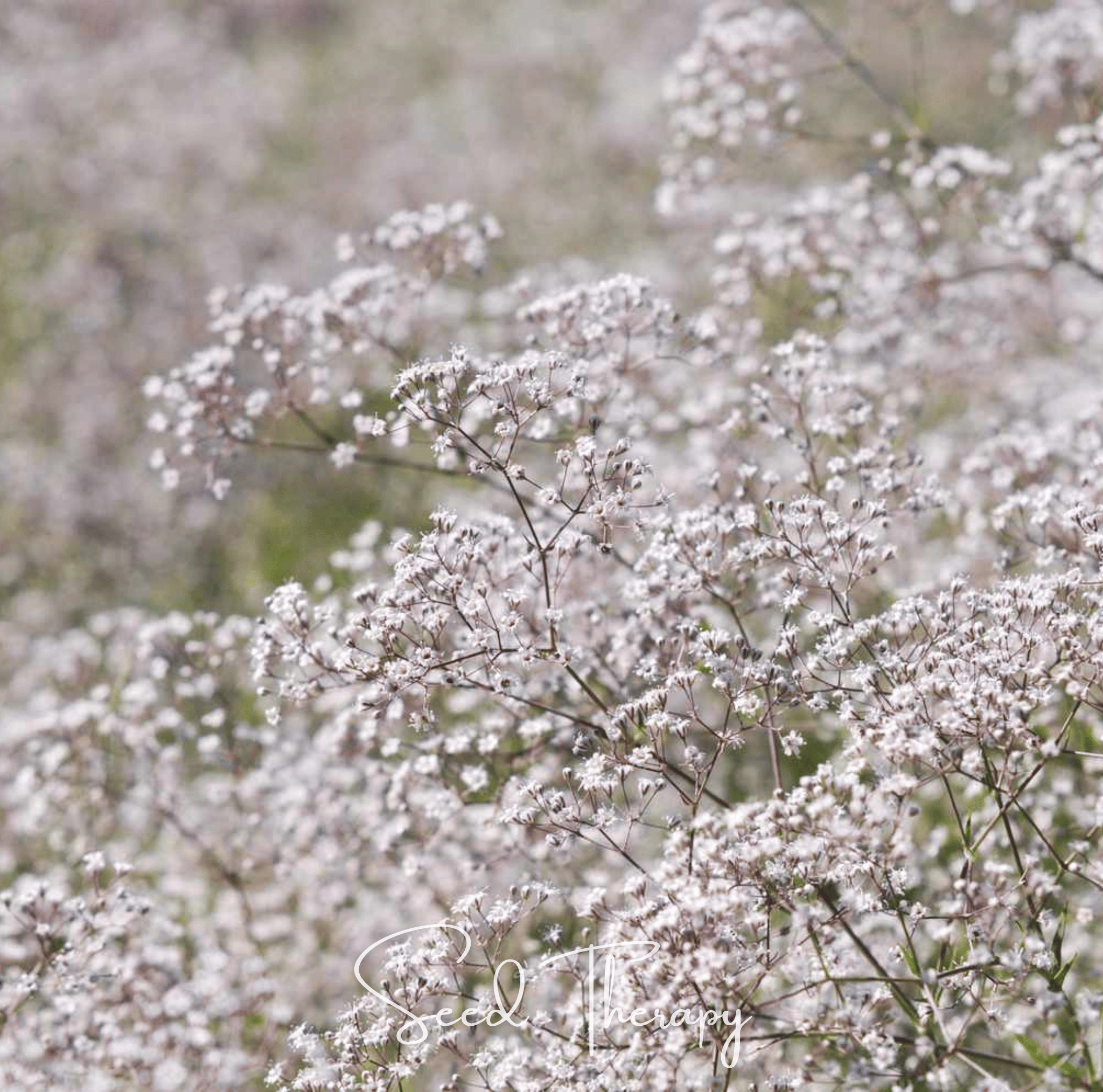 Perennial Baby’s Breath – 100 Seeds