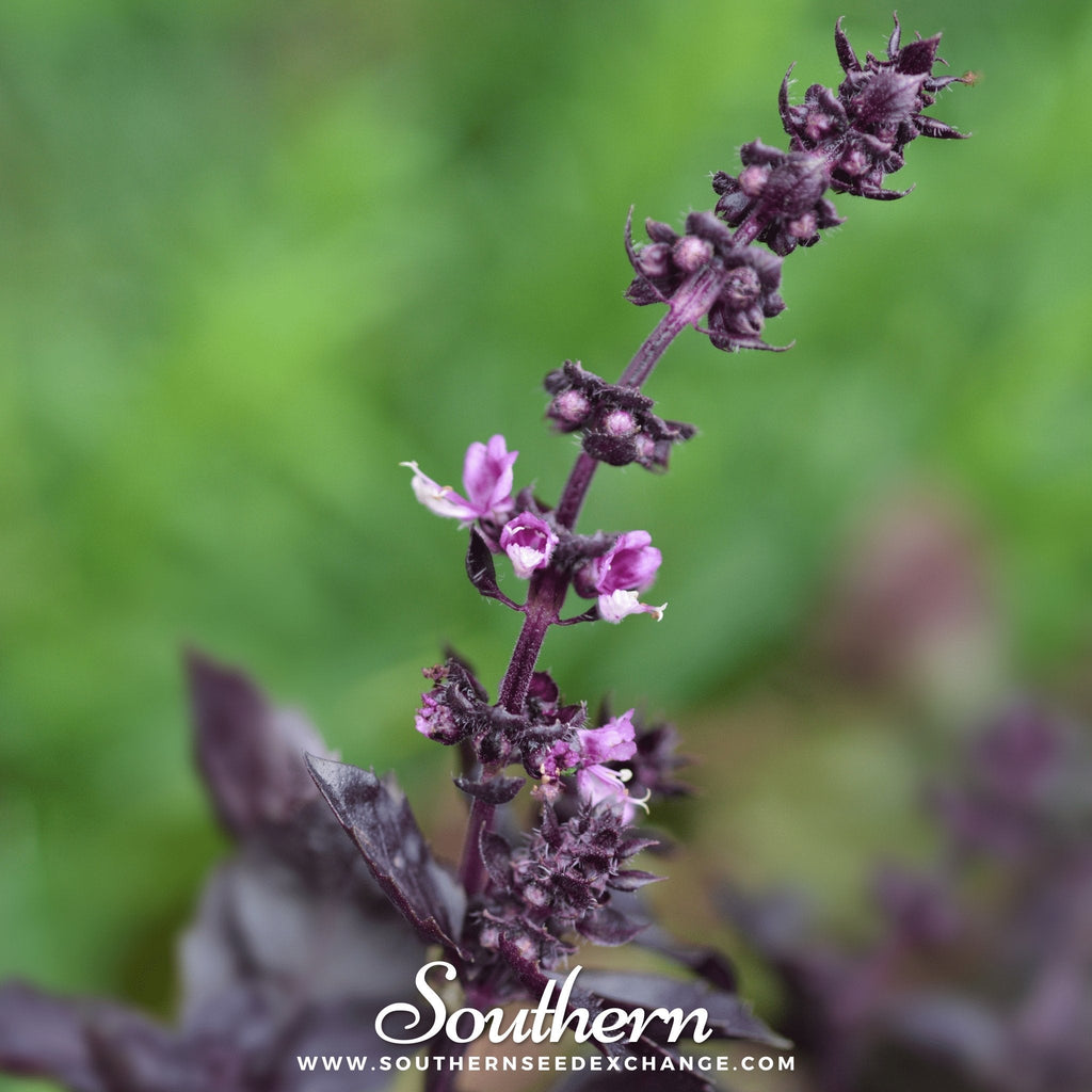 Dark Opal Basil – 250 Seeds