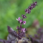 Dark Opal Basil – 250 Seeds