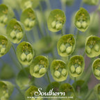 Bells of Ireland – 100 Seeds