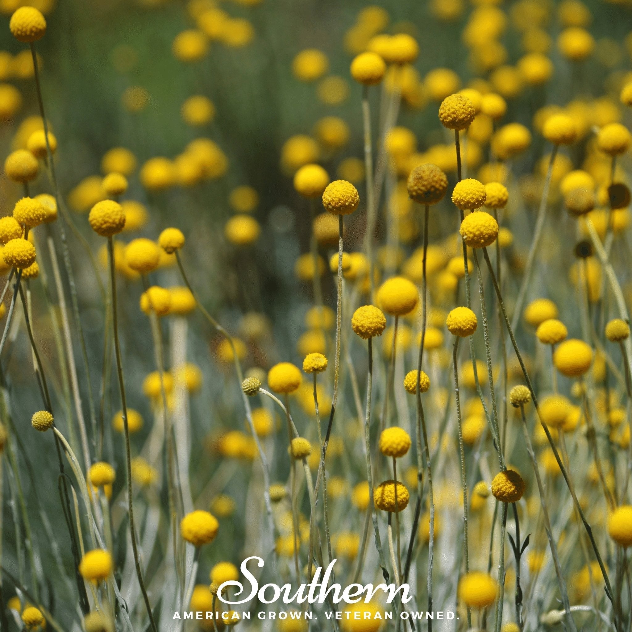 Billy Buttons (Drumsticks) – 50 Seeds