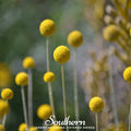 Billy Buttons (Drumsticks) – 50 Seeds