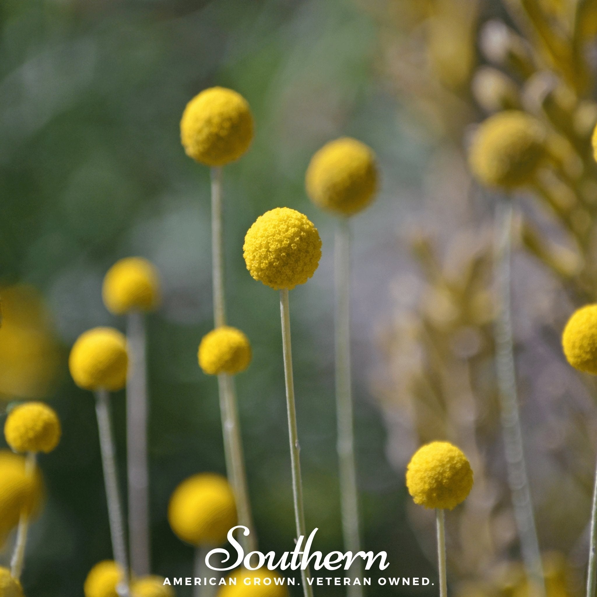 Billy Buttons (Drumsticks) – 50 Seeds