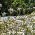 Bishop’s Flower (Wild Carrot) – 500 Seeds