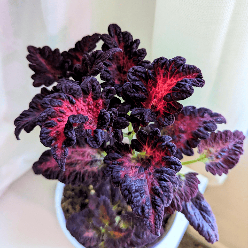 Black Dragon Coleus – 20 Seeds