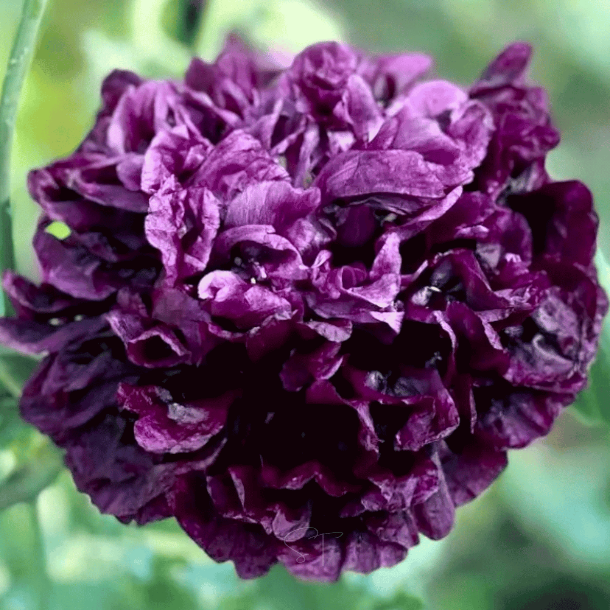 Black Peony Poppy – 100 Seeds
