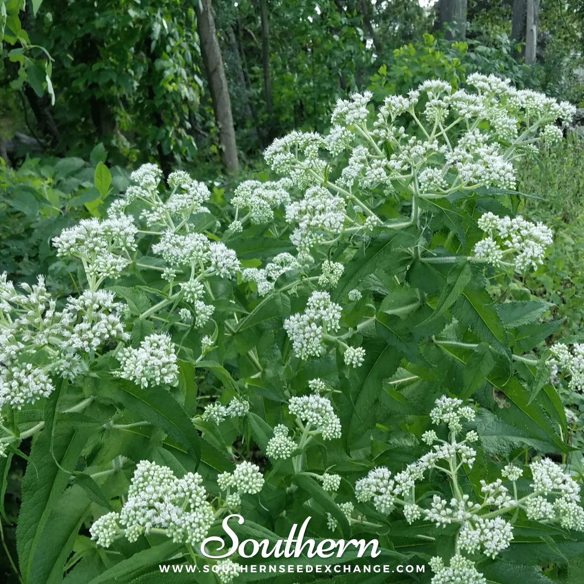 Boneset (Eupatorium) – 100 Seeds