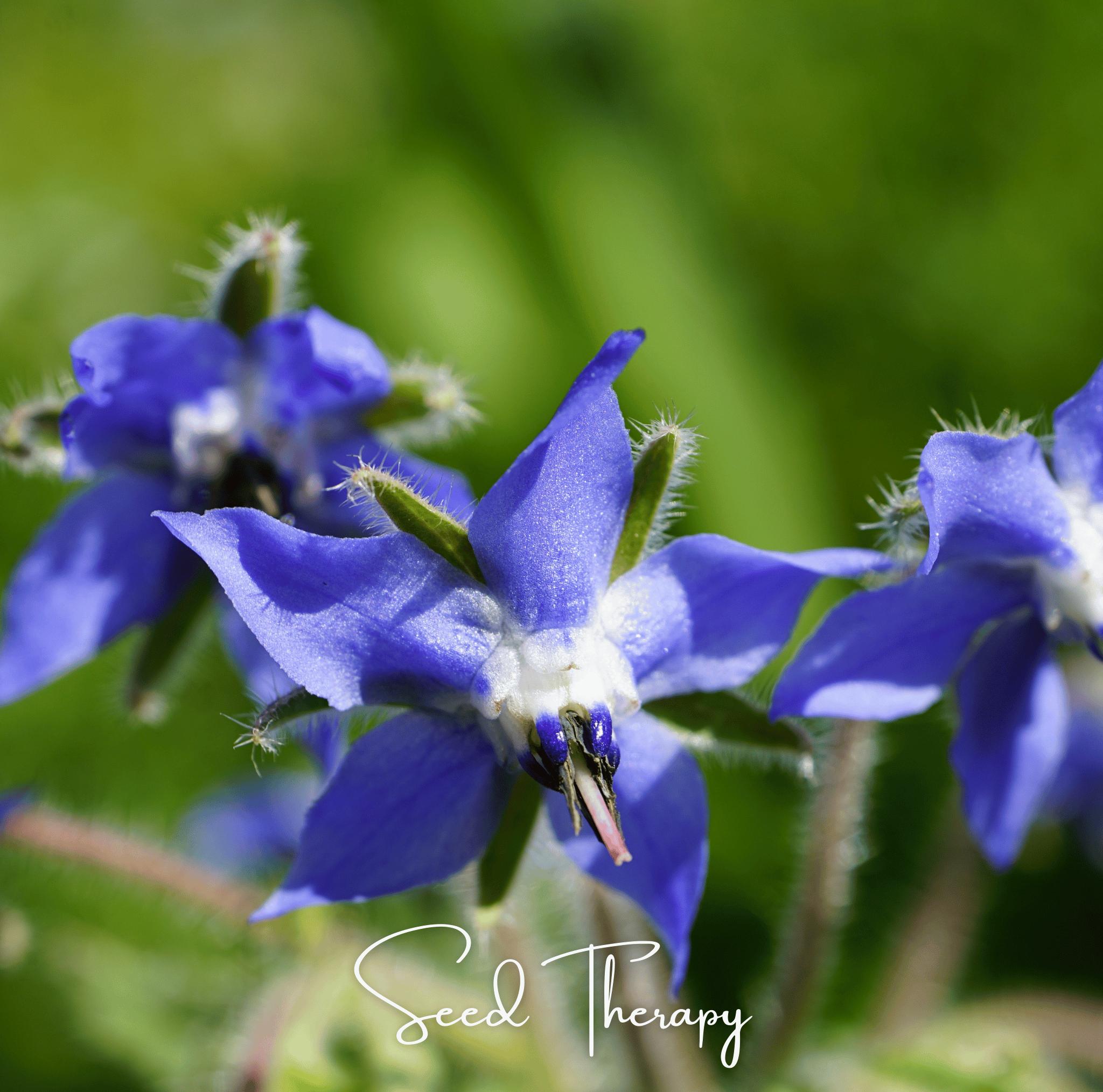 Blue Borage – 100 Seeds