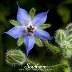 Blue Borage – 100 Seeds