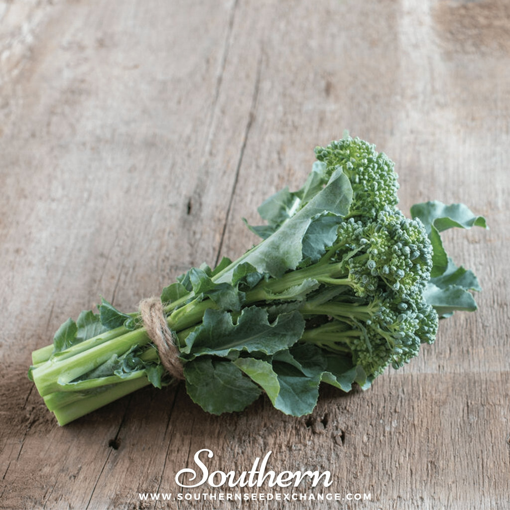 Di Cicco Broccoli – 200 Seeds
