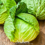 Brunswick Cabbage – 100 Seeds