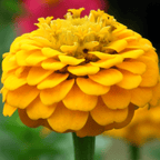 Canary Bird Zinnia – 100 Seeds